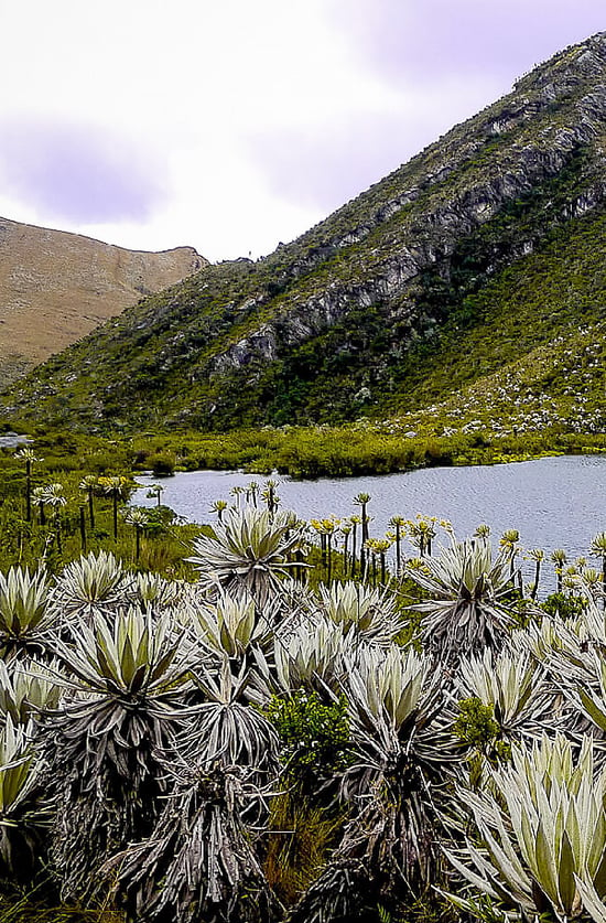 Chingaza paramo