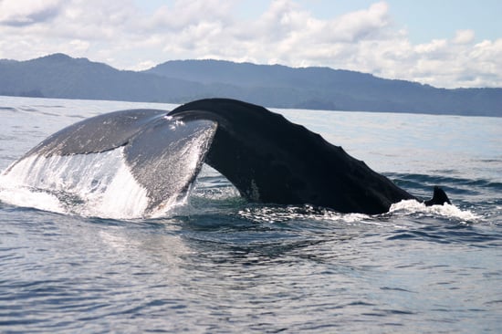 Cola-de-ballena-Almejal-1