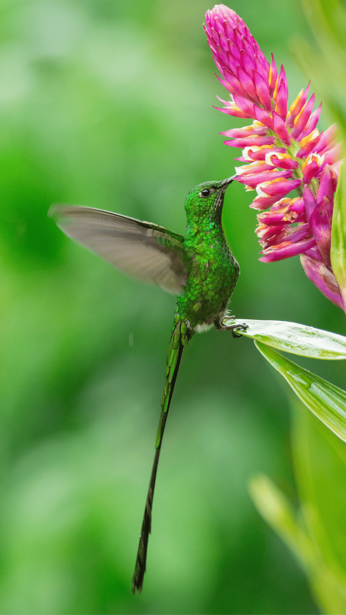 Tour Orquideas_y_Colibris_vertical