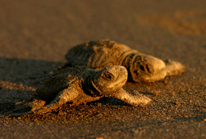 2 tortuguitas Almejal